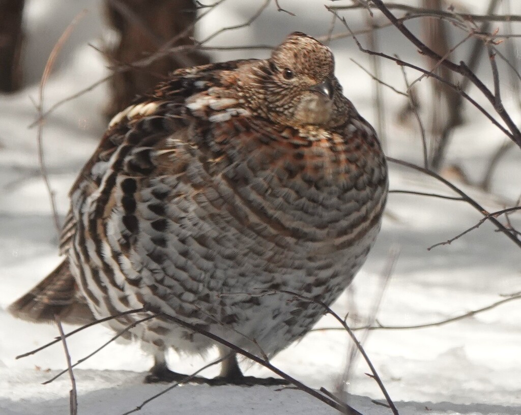 Ruffed Grouse by radiogirl