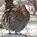 Ruffed Grouse by radiogirl