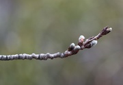 12th Mar 2025 - Looking Closely