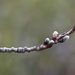 Looking Closely