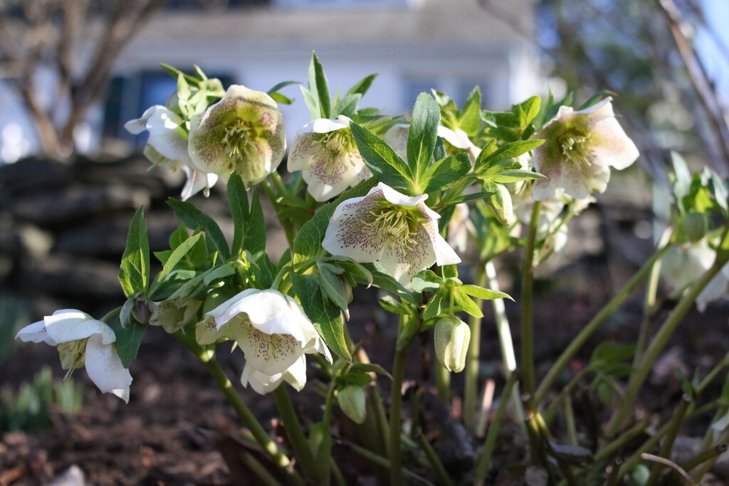 Hellebores by librarymom