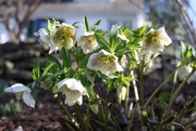 12th Mar 2025 - Hellebores