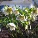 Hellebores