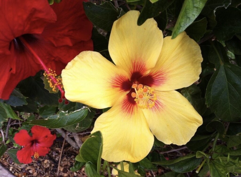 Beautiful Flowers by dailypix