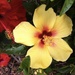 Beautiful Flowers by dailypix