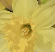 11th Mar 2025 - Yellow