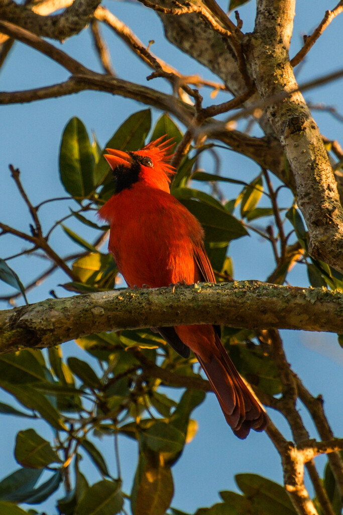 I'll Sing in the Sunshine by danette