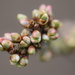 Buds by dragey74