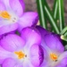 Almost Spring