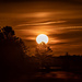 Sunrise Tree