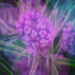 Rainbow Violet-1 by annied