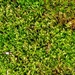 Green #2 - Rainbow Month 