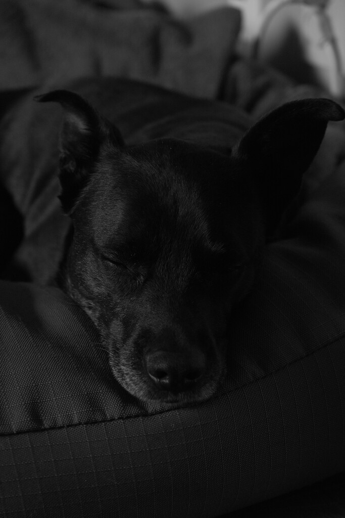 Sleepy girl by josharp186