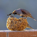 Gambel Quails on a Dinner Date