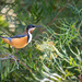 Eastern Spinebill