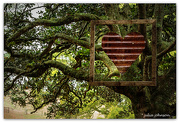 13th Mar 2025 - Love Tree's