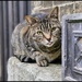 Spare cat