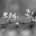 Signs of spring...