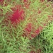 Green Ferns