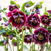 Hellebores