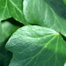 Ivy Leaves~~~~~