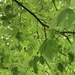 Rainbow green 