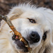 Savory Stick