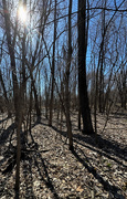12th Mar 2025 - Ready for Spring