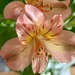 Alstromeria 