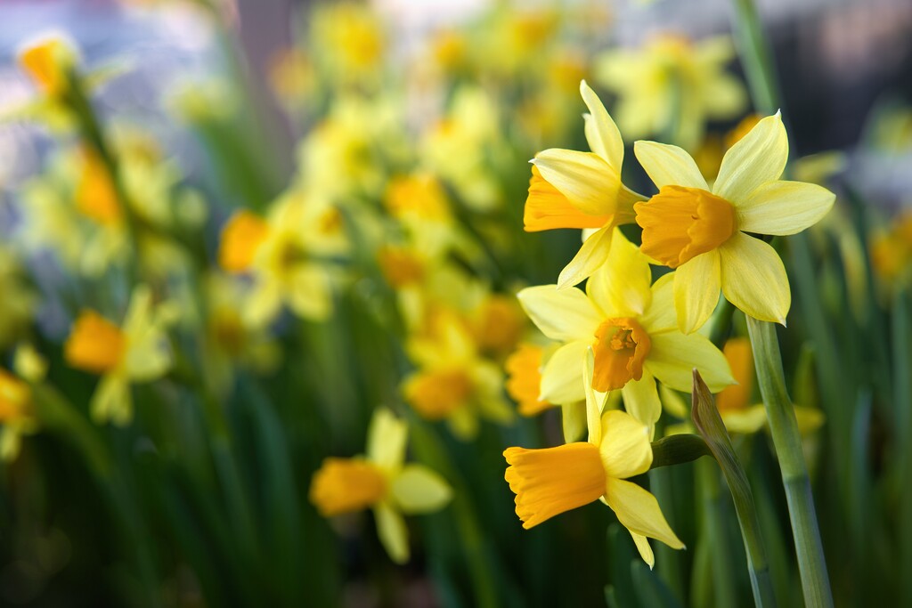 Daffodils by okvalle
