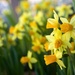 Daffodils
