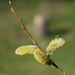 honey bee in Willow