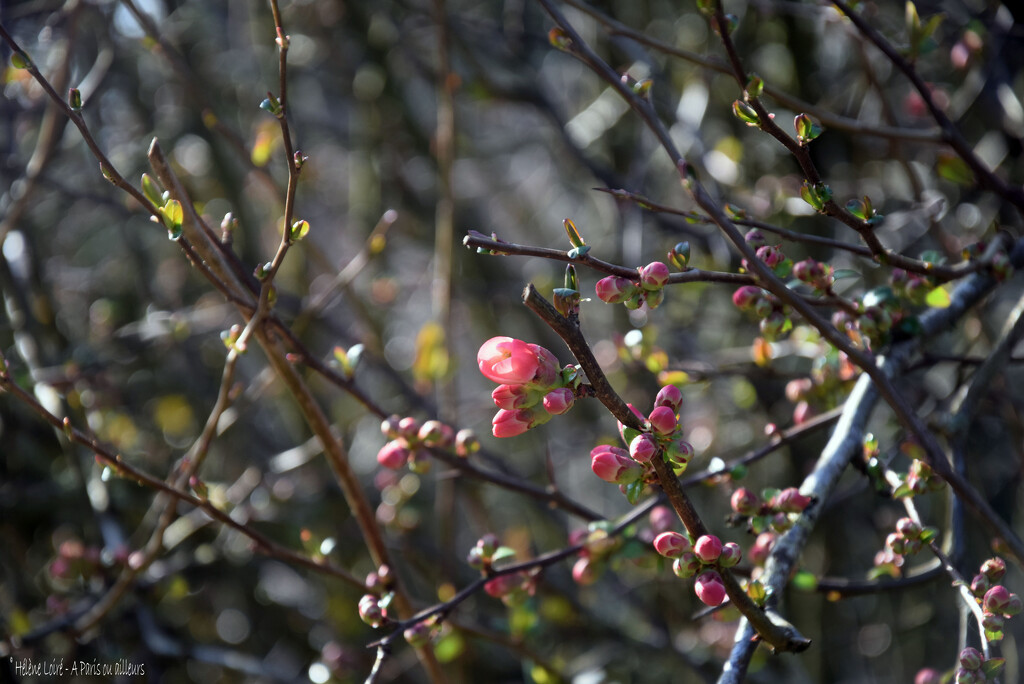 Chaenomeles japonica by parisouailleurs