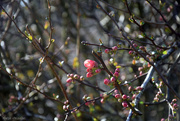 8th Mar 2025 - Chaenomeles japonica