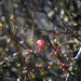 Chaenomeles japonica