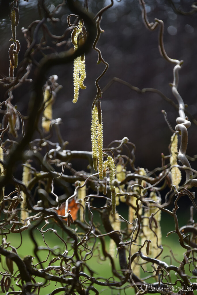 Corylus avellana 'Contorta' by parisouailleurs