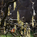 Corylus avellana 'Contorta'