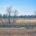 Quiet Morning Dog Park