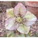 SCREENSHOT of a pixillation error I am seeing - in this case on Sue's work