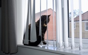 13th Mar 2025 - Catsill