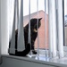 Catsill