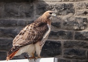 13th Mar 2025 - Looking for a Mate- Perhaps