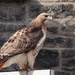 Looking for a Mate- Perhaps