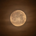 Morning Moon
