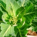 Cabbage 