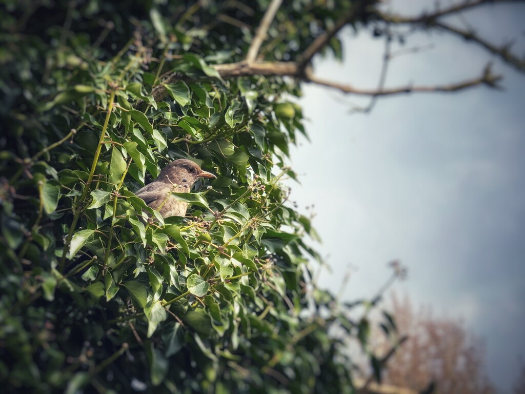 Thrush by gaillambert