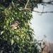 Thrush