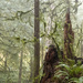 Snags, Ferns and Mossy Branches