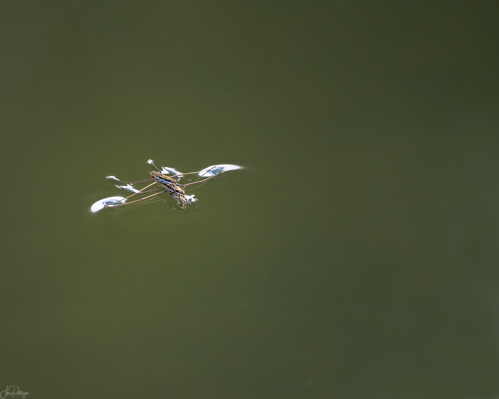 Making More Water Striders by jgpittenger