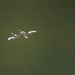 Making More Water Striders